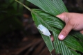 costa rica wildlife, pacific-053